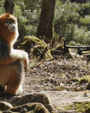 棕色的熊

AI 生成的内容可能不正确。