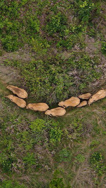 树林中的草地上

AI 生成的内容可能不正确。